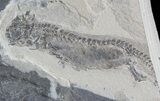 Permian Branchiosaur (Amphibian) Fossil - Very Nice #42794-1